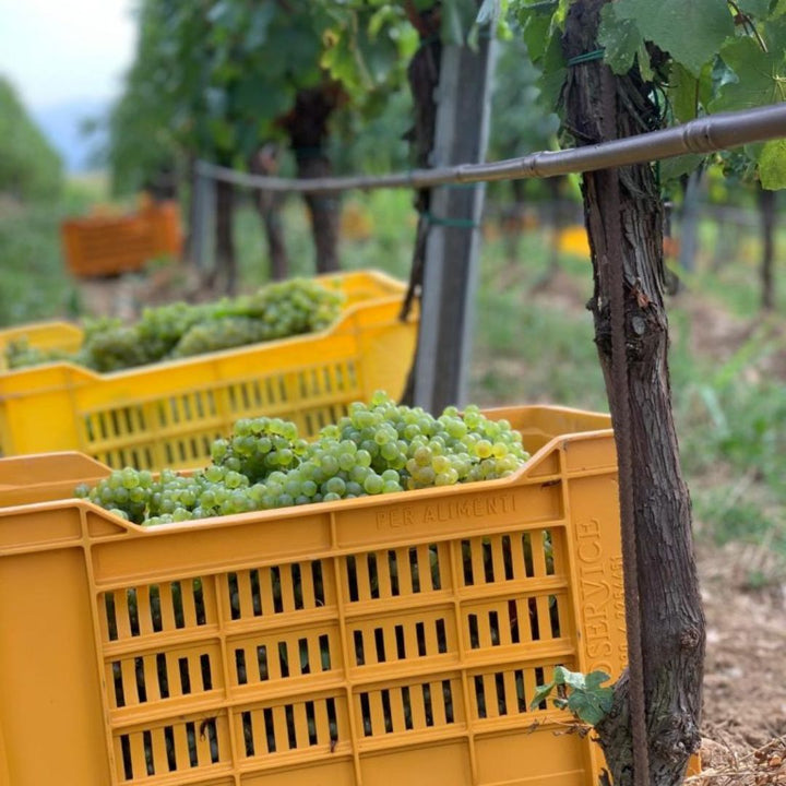 Wijnhuis Franciacorta