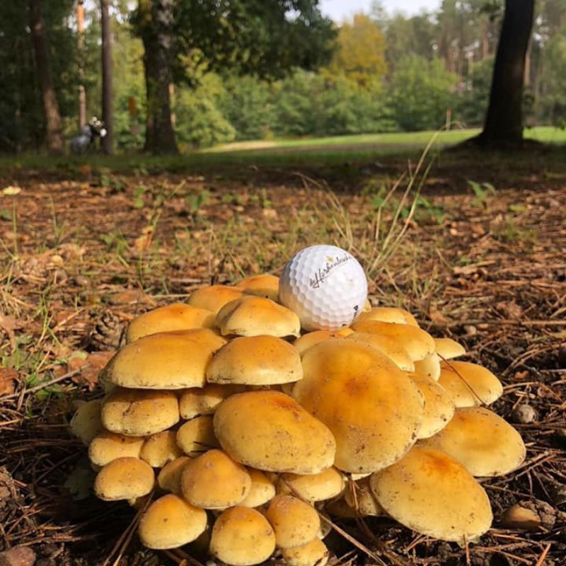 Par 3 Golfarrangement bij De Herkenbosche