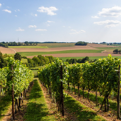 wijngaard fromberg in de limburgse heuvels