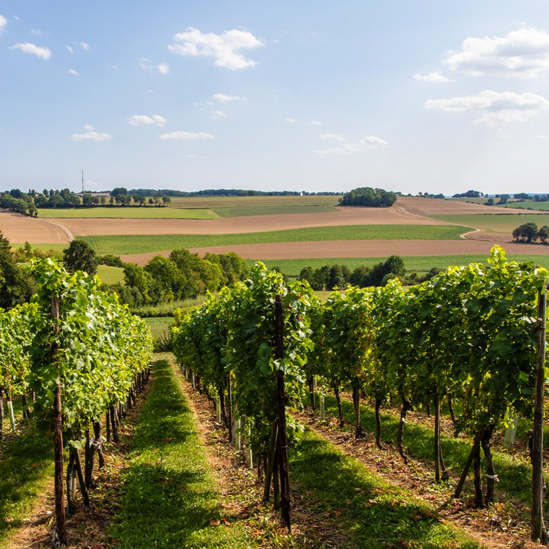 wijngaard fromberg in de limburgse heuvels
