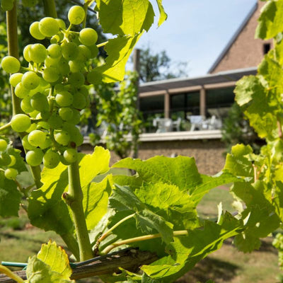 Dé Wijnwandeling | Twee culinaire hotspots