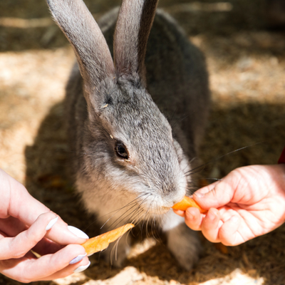 Gezinsuitje Schutterspark | kabouterwandeling, kinderboerderij en lunch