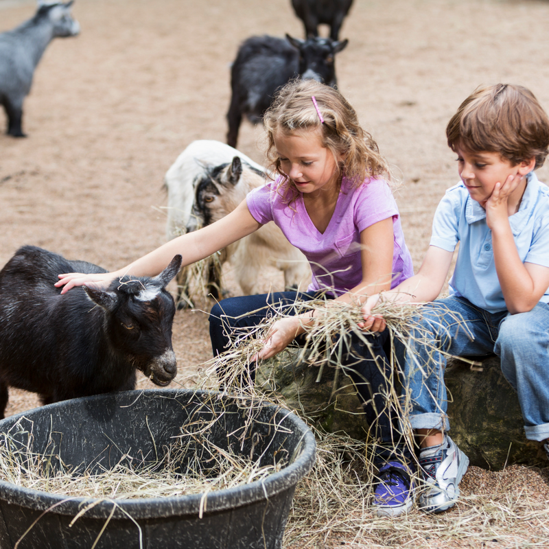 Gezinsuitje Schutterspark | kabouterwandeling, kinderboerderij en lunch