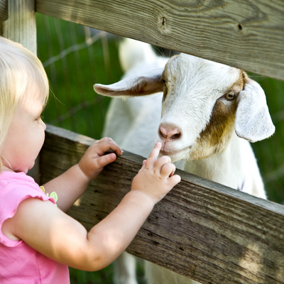 Gezinsuitje Schutterspark | kabouterwandeling, kinderboerderij en lunch