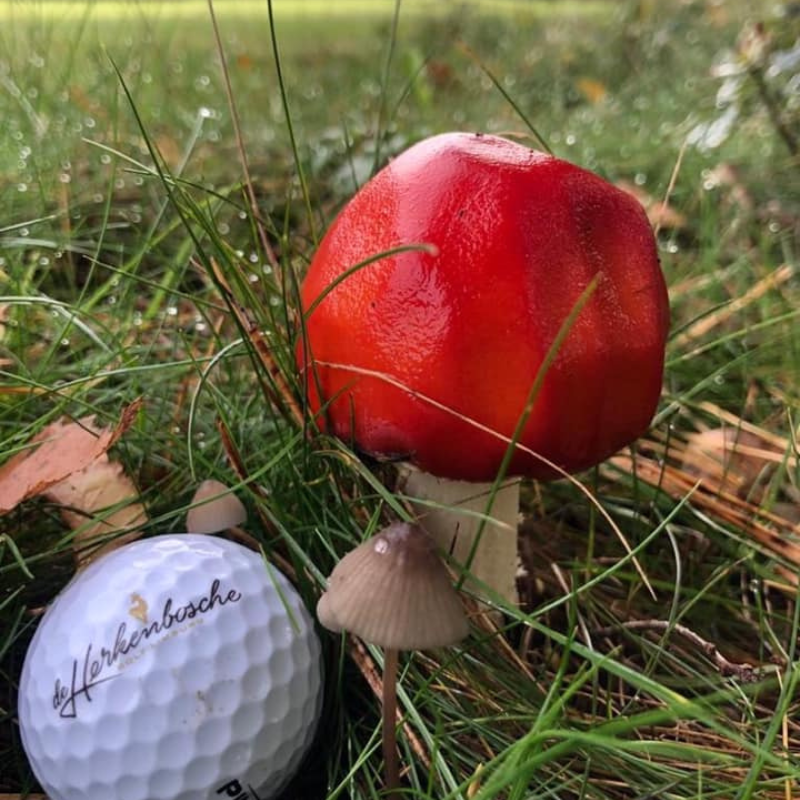 Par 3 Golfarrangement bij De Herkenbosche