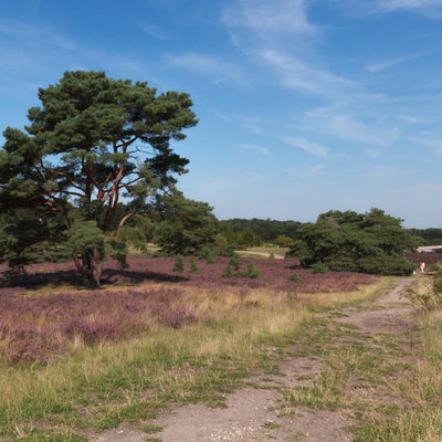 Stap (of trap) & Hap Brunssummerheide