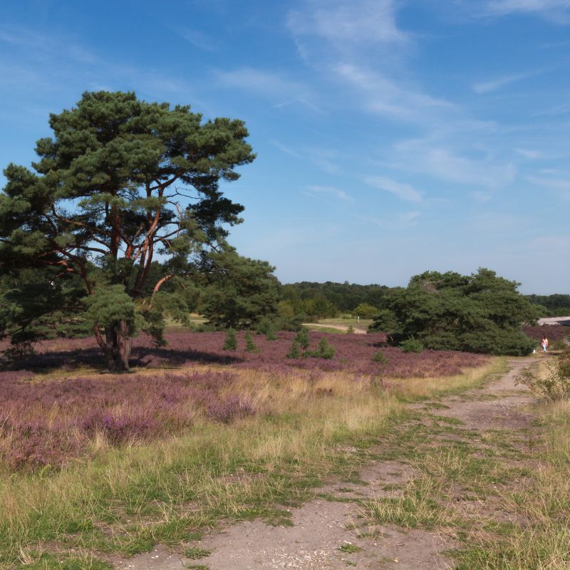 Stap (of trap) & Hap Brunssummerheide