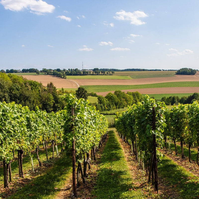 Wijn Safari inclusief wijnproeverij bij Wijngoed Fromberg